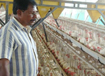Best egg suppliers in Karnataka