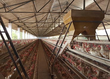 Best egg suppliers in Kerala