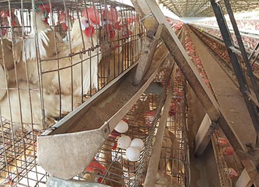 Best egg suppliers in Kerala