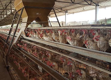 Top egg suppliers in Cochin